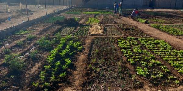 Juin : Histoire d'un potager