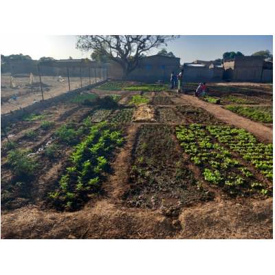 Juin - Histoire d'un potager Juin - Histoire d'un potager