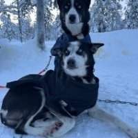 Huskies and the Magic of Finnish Lapland at the Finnish Embassy