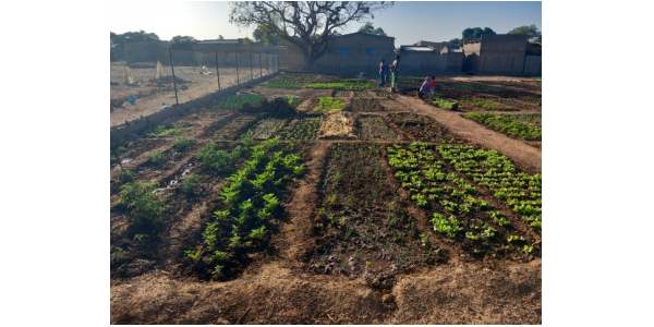 Juin - Histoire d'un potager