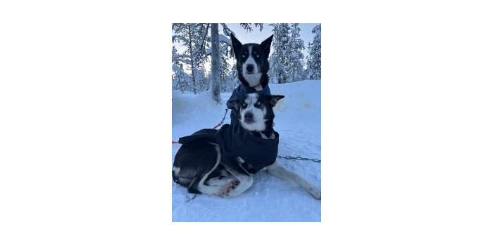Huskies and the Magic of Finnish Lapland at the Finnish Embassy