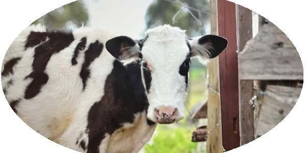 Une vache qui s'appelle "Femmes"